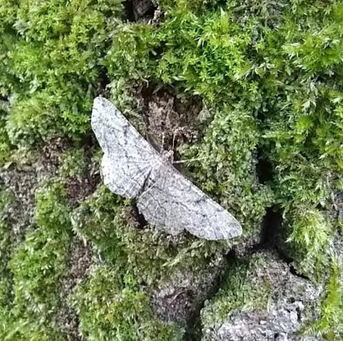Peribatodes rhomboidaria